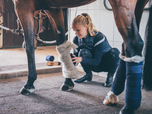 Mud Fever, Swollen Legs and Other Common Horse Leg Problems